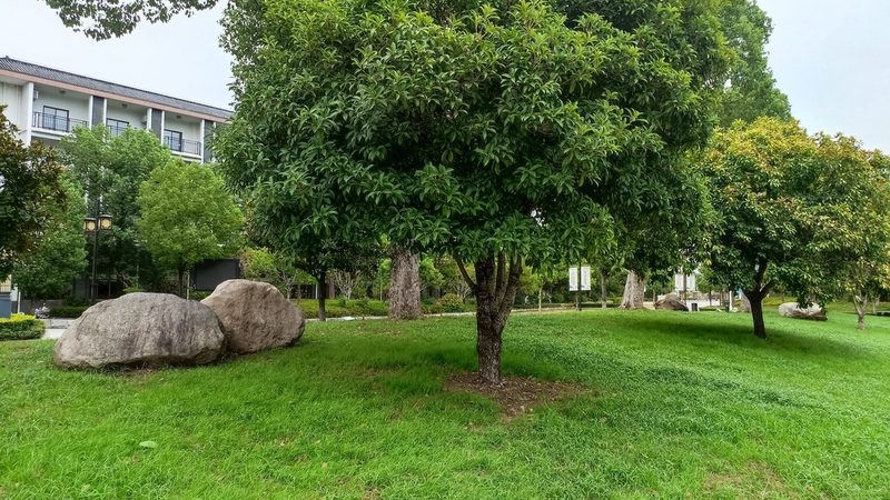 小型苗木种植加盟：投资预算解析与关键考量**