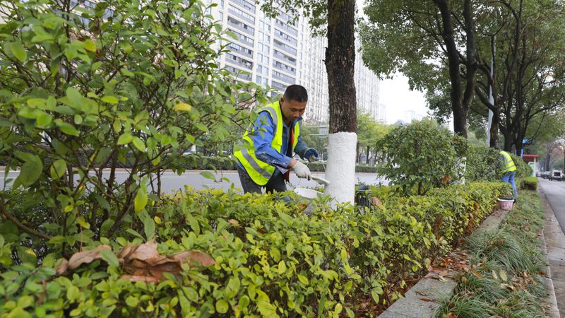 上海绿植租赁市场解析：价格因素与选择要点**