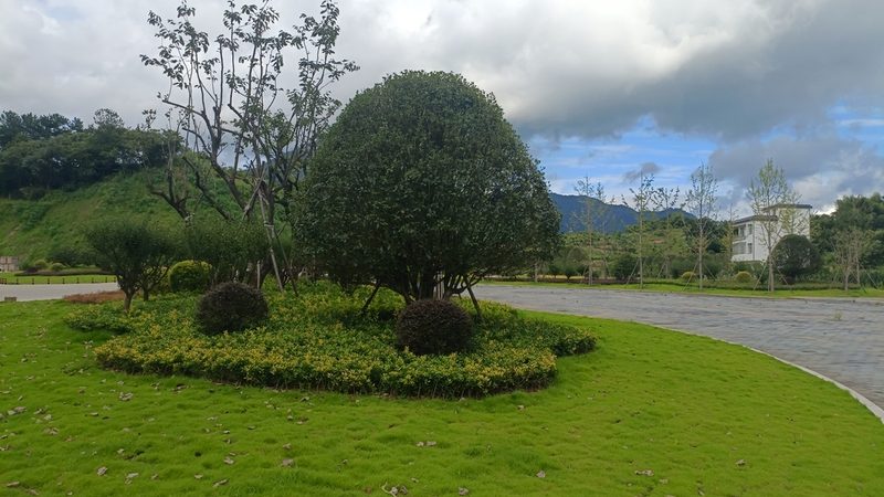 绿植租赁市场解析：如何找到价格实惠的供应商**